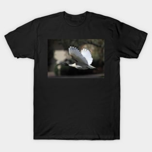 Australian White Ibis Flying, South Australia T-Shirt